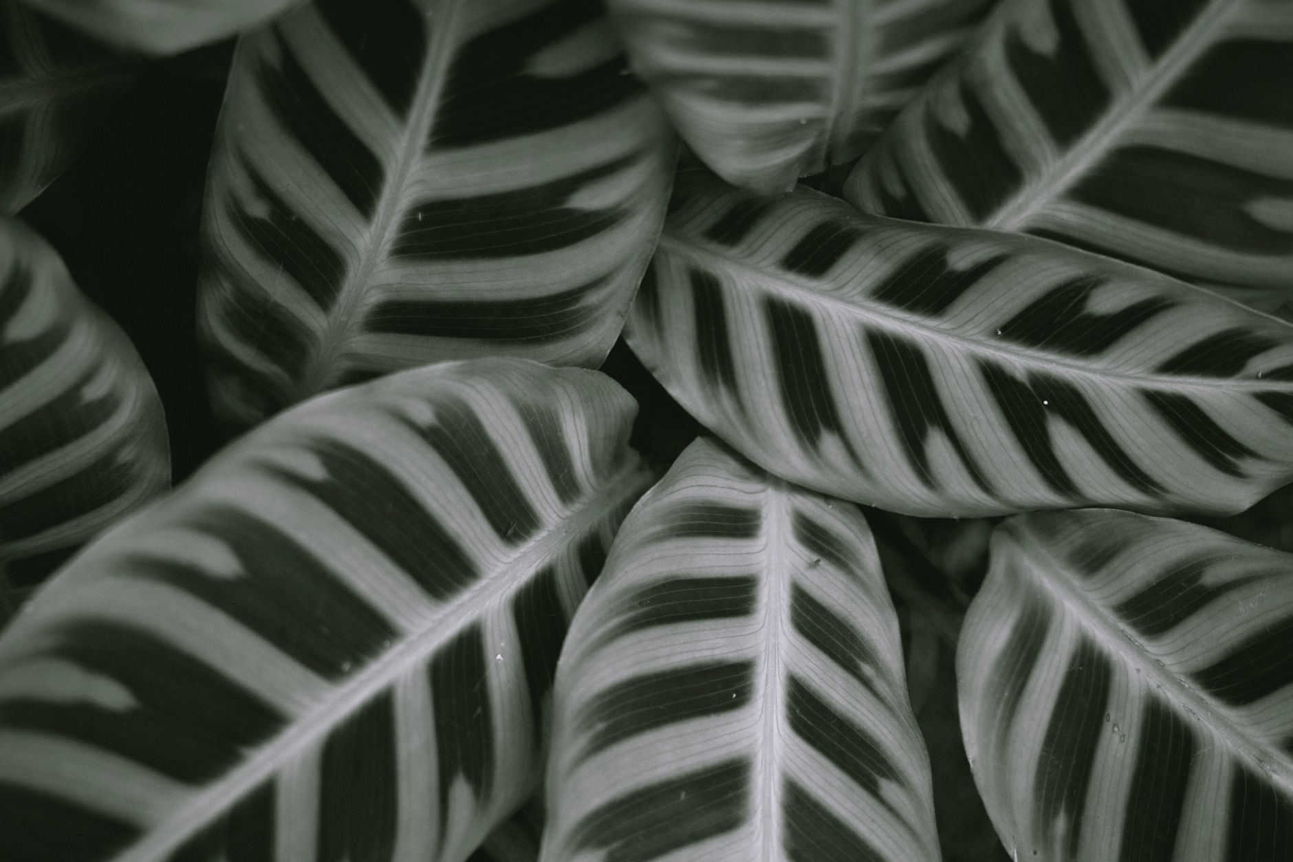 Calathea with patterned green and pink leaves