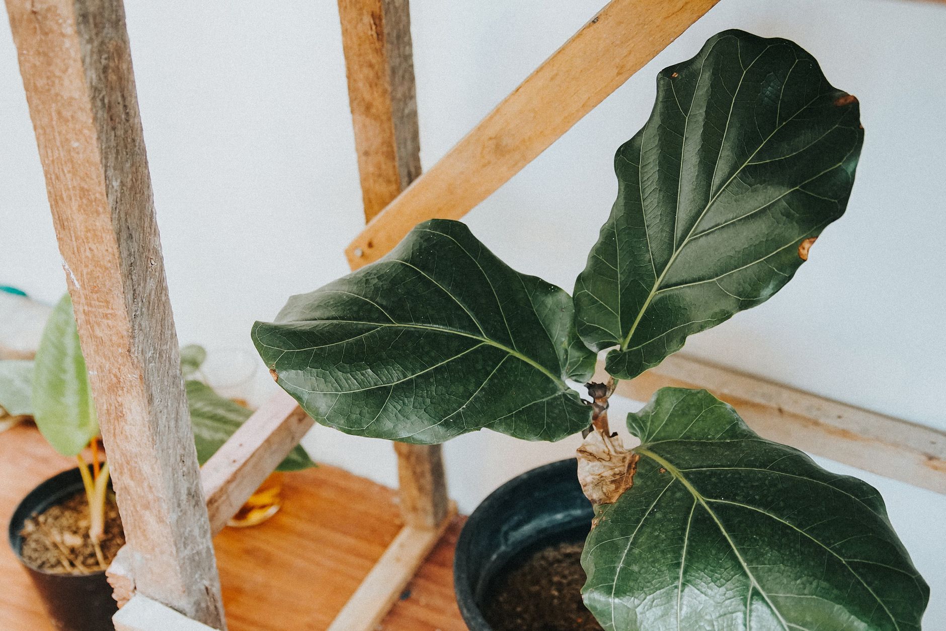 Fiddle leaf fig tree in a bright room corner