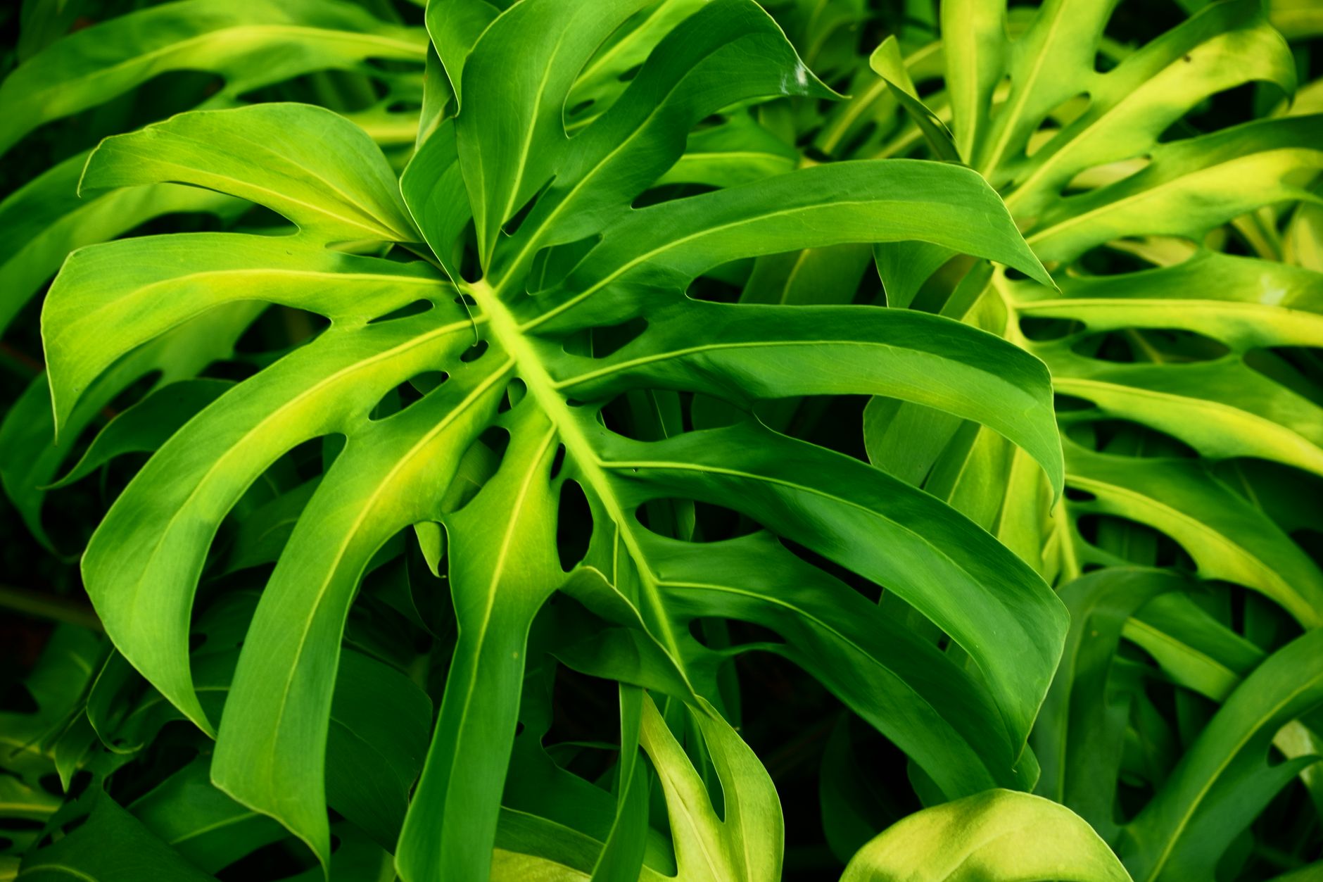 Close-up of large split leaves on a monstera deliciosa