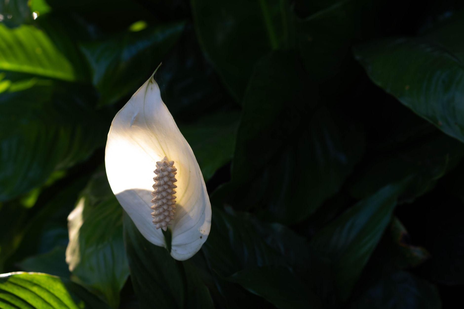 Peace lily with white flowers indoors