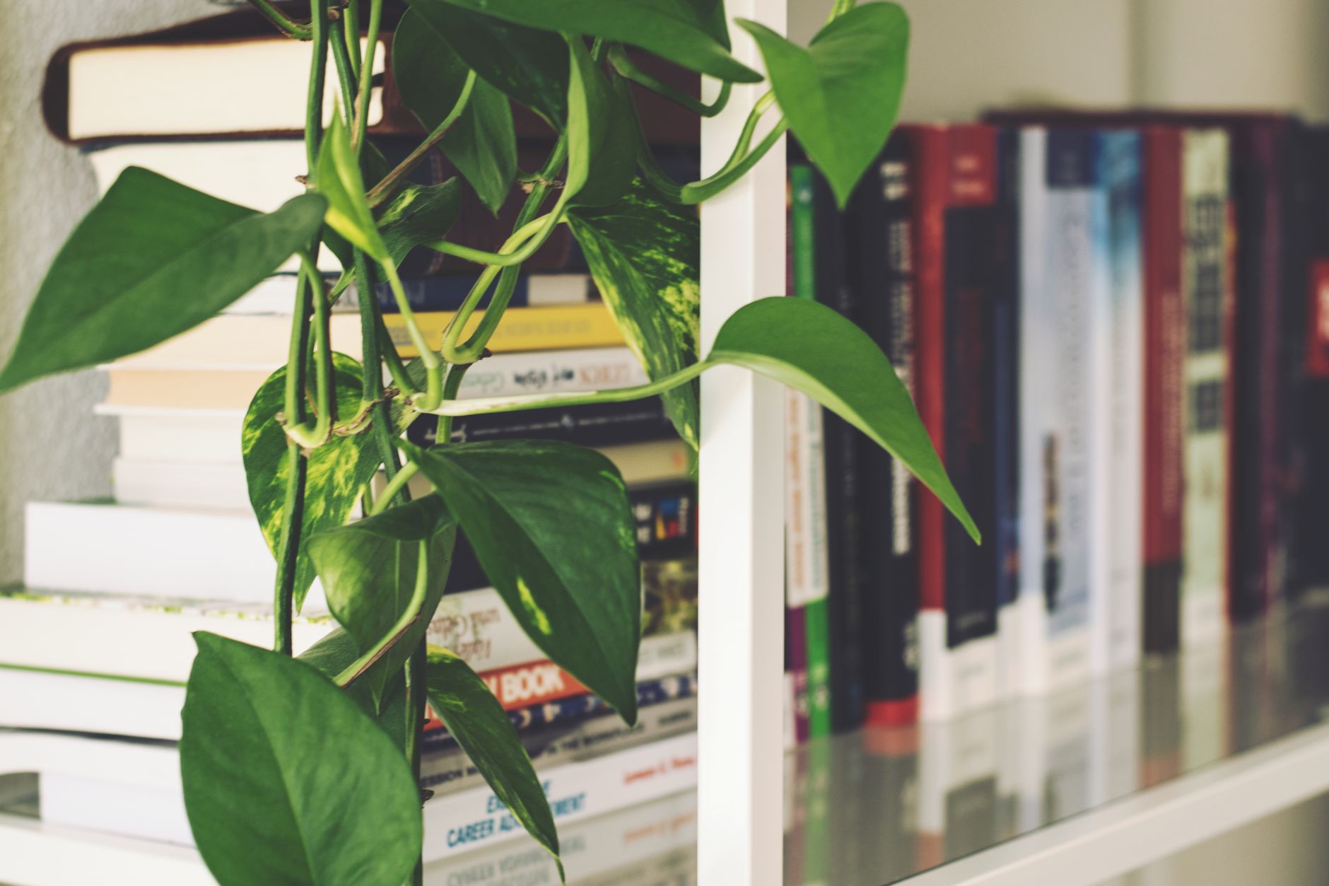 Pothos vine trailing from a shelf