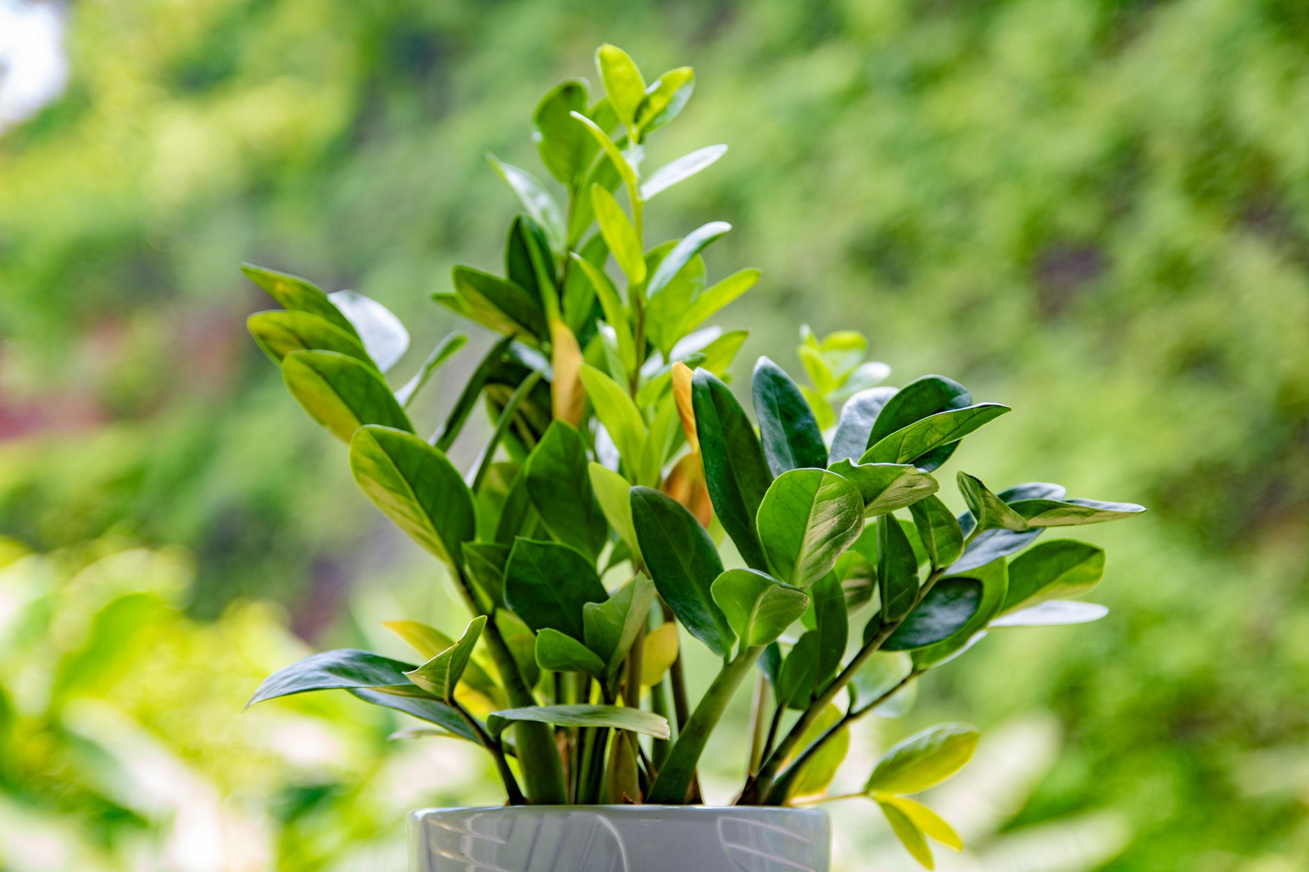 Glossy ZZ plant leaves in a pot